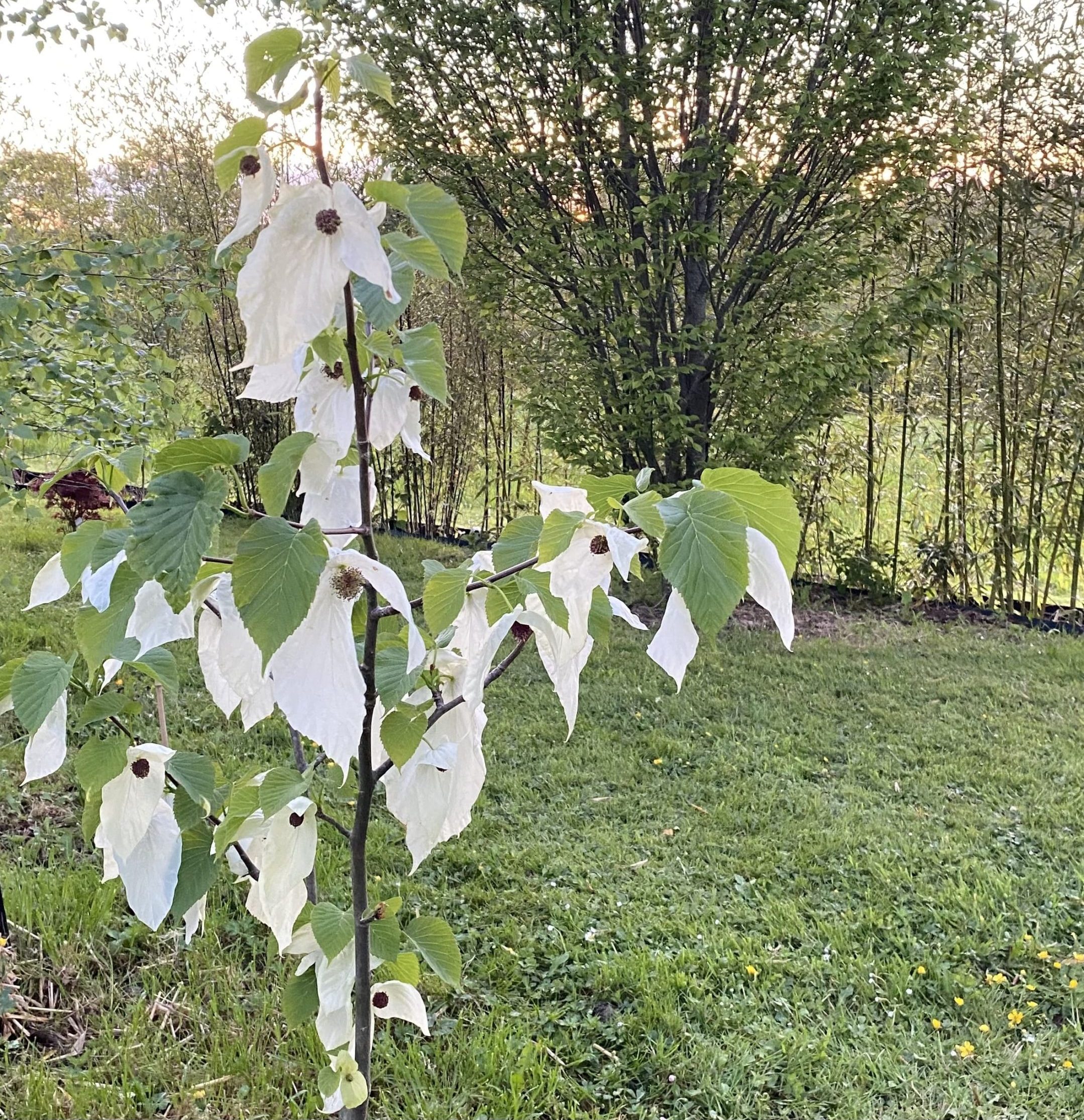 Un des jardins en fleur de Cinquantie